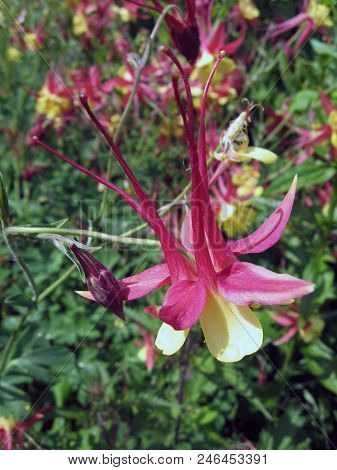 Flowers Of Yellow And Red Aquilegia In The Spring Garden. Gardening In Ukraine