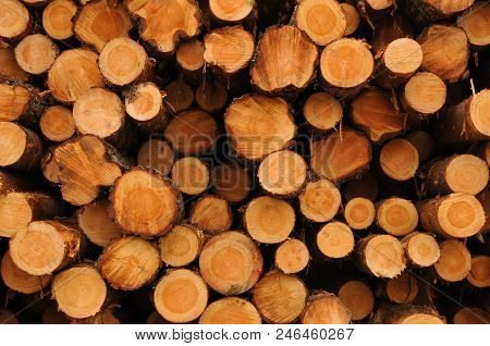 Stacked, Chopped Wood Ready For The Winter In Sweden