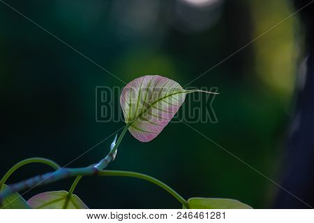 A Banyan Tree Leaf In A Dark Background
