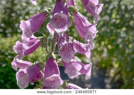 The Flowering Digitalis Purpurea Or Common Purple Foxglove In Garden