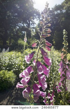 The Flowering Digitalis Purpurea Or Common Purple Foxglove In Garden