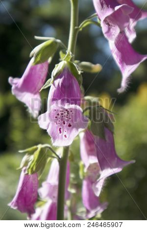 The Flowering Digitalis Purpurea Or Common Purple Foxglove In Garden