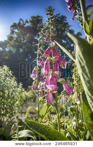 The Flowering Digitalis Purpurea Or Common Purple Foxglove In Garden
