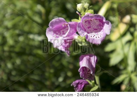 The Flowering Digitalis Purpurea Or Common Purple Foxglove In Garden