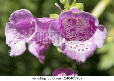 The Flowering Digitalis Purpurea Or Common Purple Foxglove In Garden