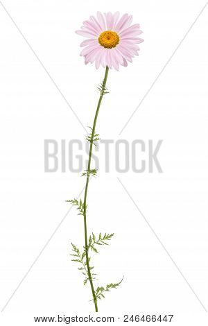 Flowers Of Pyrethrum, Isolated On White Background