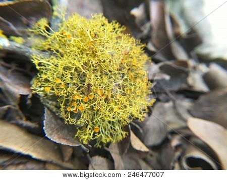 Fruticose Linchen (a Type Of Tree Fungus) From North Texas.