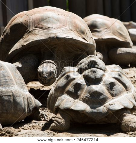 Close up of the Aldabra giant tortoise (Aldabrachelys gigantea), from the islands of the Aldabra Atoll in the Seychelles, is one of the largest tortoises in the world.