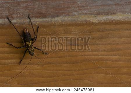 Large Brown And Black Cricket On Side Of Wooden Board.
