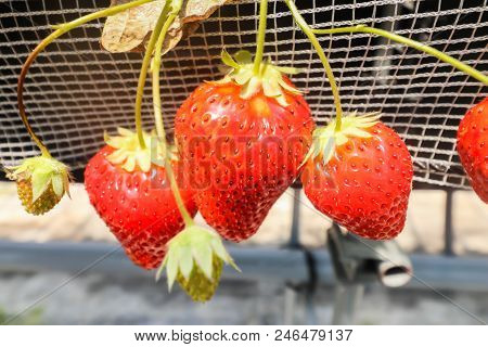 Big Of Three Strawberry Fruits On The Branch In Strawberry Farm , Japan