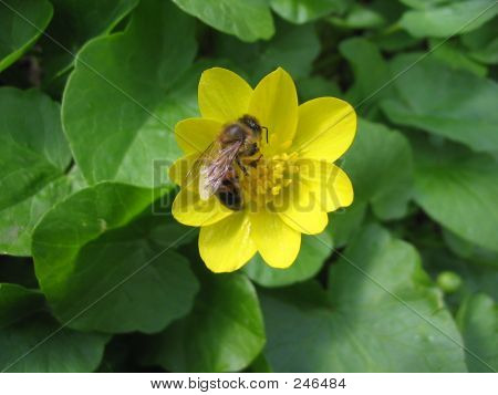 Ape sul fiore