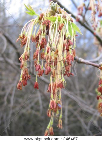 Asche Baum Blüte