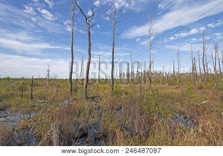 Prairie In The Okefenokee Swamp In Georgia