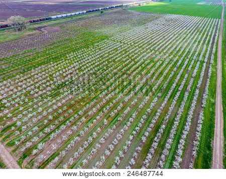 Blossoming Young Plum Garden, Top View. Span Of The Drone Over The Plum Blooming Garden