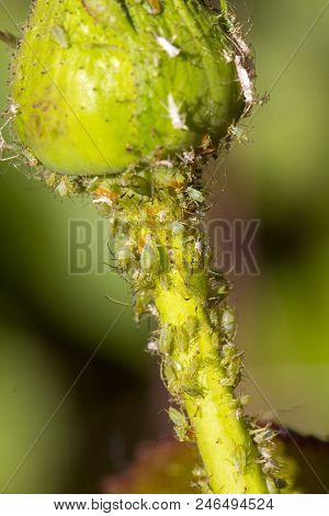 Small Aphid On A Green Leaf In The Open Air