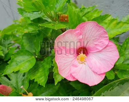 Close Up Of Hibiscus Or Chaba Flower On Blurred Branch And Leaves Background, Pink Flower As A Backg