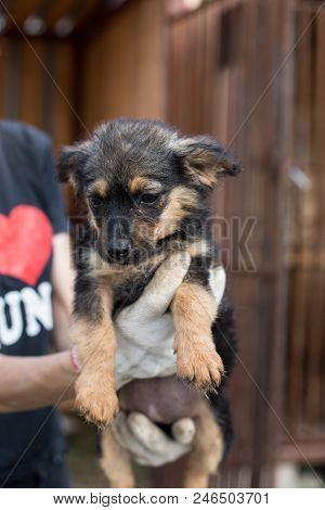 Close-up Of A Volonteer Is Holding A Black And Tan Homeless Puppy. Abandoned Puppy From A Shelter Ho
