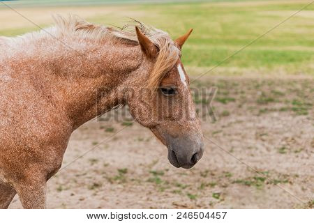 Red Horse Rare Coloring On The Field