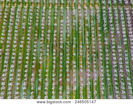 Blossoming Young Plum Garden, Top View. Span Of The Drone Over The Plum Blooming Garden