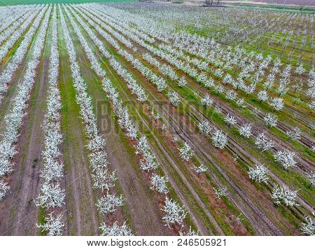 Blossoming Young Plum Garden, Top View. Span Of The Drone Over The Plum Blooming Garden