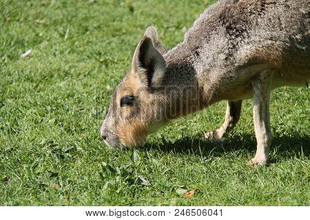 A Mara Patagonian Hare Grazing In A Grass Meadow.