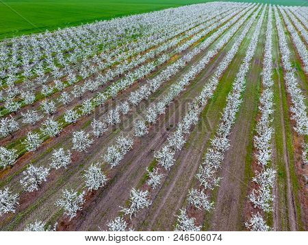 Blossoming Young Plum Garden, Top View. Span Of The Drone Over The Plum Blooming Garden