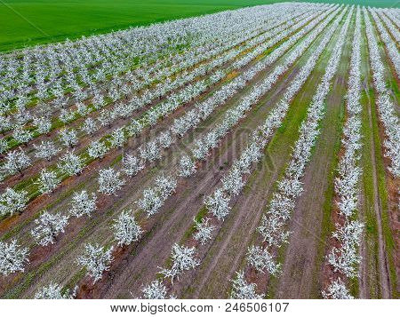 Blossoming Young Plum Garden, Top View. Span Of The Drone Over The Plum Blooming Garden