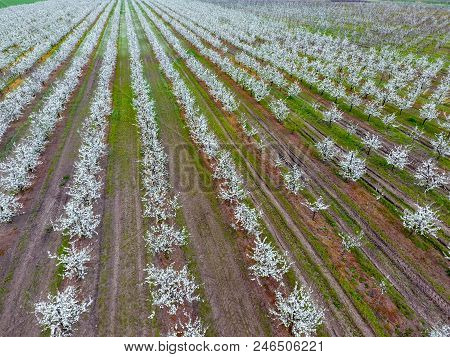 Blossoming Young Plum Garden, Top View. Span Of The Drone Over The Plum Blooming Garden
