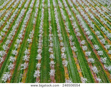 Blossoming Young Plum Garden, Top View. Span Of The Drone Over The Plum Blooming Garden