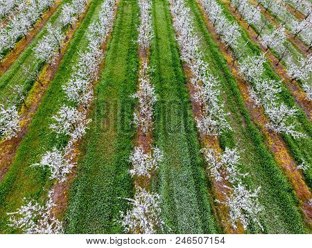 Blossoming Young Plum Garden, Top View. Span Of The Drone Over The Plum Blooming Garden