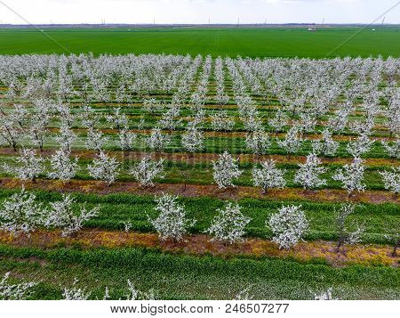 Blossoming Young Plum Garden, Top View. Span Of The Drone Over The Plum Blooming Garden