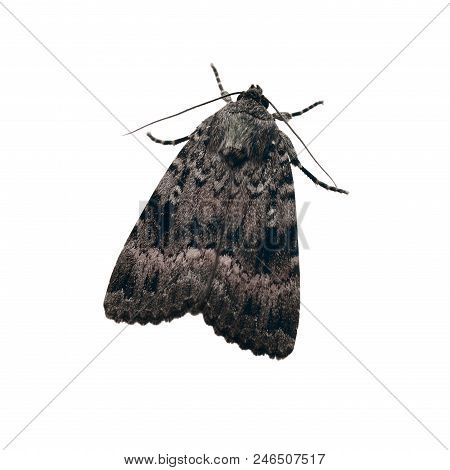 Copper Underwing, Amphipyra Pyramidea Moth Isolated On White