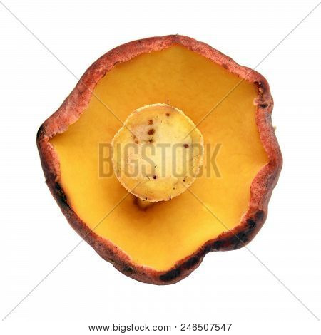 Xerocomellus Pruinatus Mushroom, Known As The Matte Bolete
