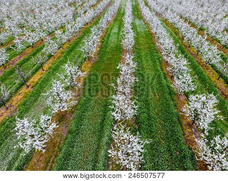 Blossoming Young Plum Garden, Top View. Span Of The Drone Over The Plum Blooming Garden
