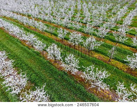 Blossoming Young Plum Garden, Top View. Span Of The Drone Over The Plum Blooming Garden