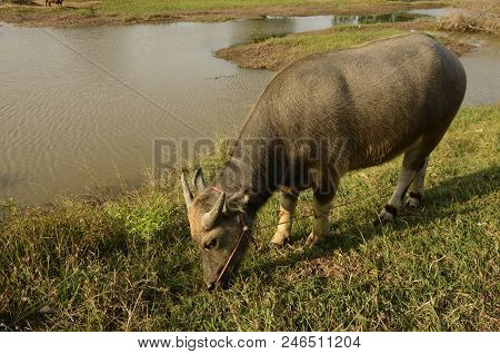 Buffalo In Thailand,life' Machine Of Farmer. Original Agriculture Use Buffalo Plow The Field.photo S