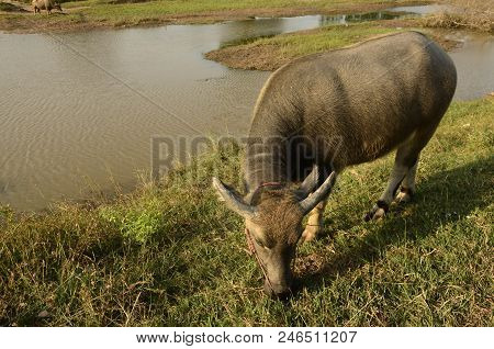 Buffalo In Thailand,life' Machine Of Farmer. Original Agriculture Use Buffalo Plow The Field.photo S