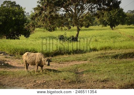 Buffalo In Thailand,life' Machine Of Farmer. Original Agriculture Use Buffalo Plow The Field.photo S