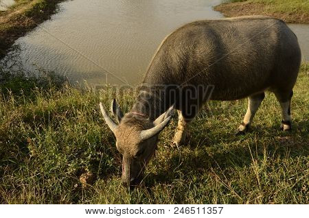 Buffalo In Thailand,life' Machine Of Farmer. Original Agriculture Use Buffalo Plow The Field.photo S