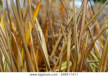 Leaves Of New Zealand Flax Phormium Agavaceae Tanax Dark Ddelight