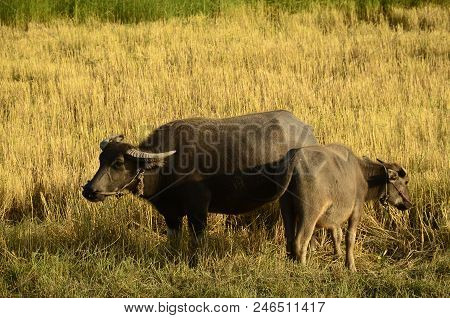Buffalo In Thailand,life' Machine Of Farmer. Original Agriculture Use Buffalo Plow The Field.photo S