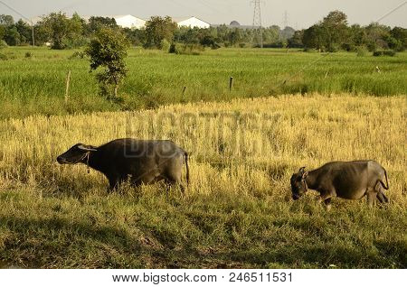 Buffalo In Thailand,life' Machine Of Farmer. Original Agriculture Use Buffalo Plow The Field.photo S