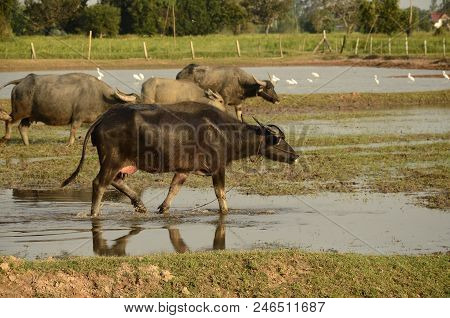 Buffalo In Thailand,life' Machine Of Farmer. Original Agriculture Use Buffalo Plow The Field.photo S