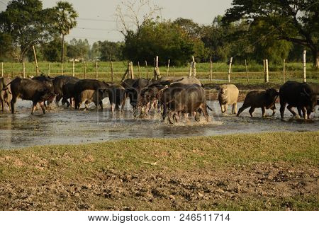 Buffalo In Thailand,life' Machine Of Farmer. Original Agriculture Use Buffalo Plow The Field.photo S