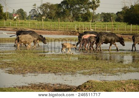 Buffalo In Thailand,life' Machine Of Farmer. Original Agriculture Use Buffalo Plow The Field.photo S