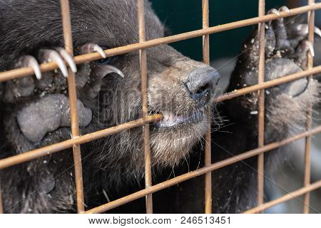 Angry Kamchatka Brown Bear (ursus Arctos Piscator) Keeps Paws With Large Claws For An Aviary Lattice
