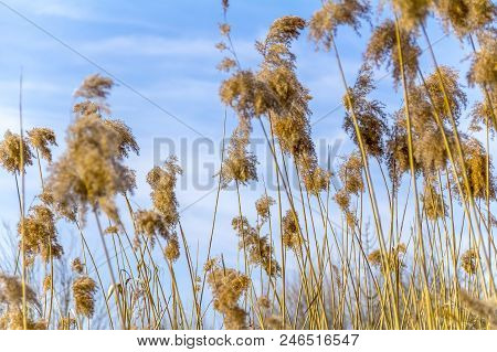 Sunny Detail Shot Showing Some Sere Reed Vegetation In Front Of Blue Sky