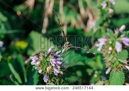 Butterfly On A Flower. A Colorful Butterfly Swallowtail Sits On A Flower In A Field. Butterfly Macha
