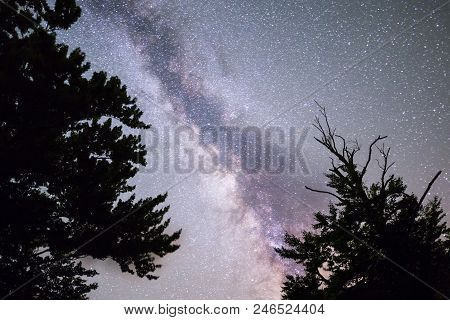 A View Of The Stars Of The Milky Way With A Pine Trees Forest Silhouette In The Foreground. Night Sk