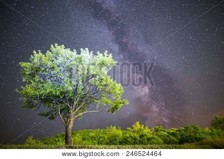 A View Of The Stars Of The Milky Way. Green Plum Tree With Plums High In The Mountain In The Foregro